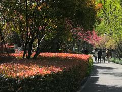-金鸡湖桃花岛