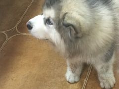-李小姐の猫咖啡馆(五角场店)