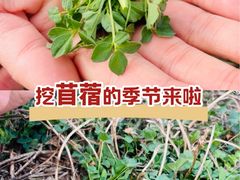 -汉长安城未央宫国家考古遗址公园