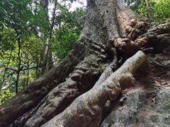 -西双版纳原始森林公园