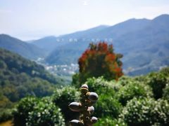 -中国茶叶博物馆(双峰馆区)