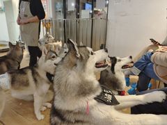 -Husky Go! 哈士奇体验馆·宠物咖啡厅狗咖