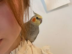 -吉丁鸟咖·异宠·寄养