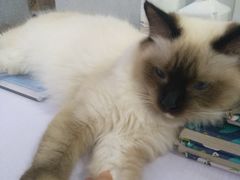 -喵的天空名猫咖啡馆·撸猫·猫舍·用品