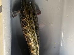 -金三可市井水煮鱼(金碧园店)