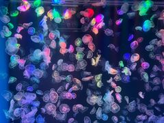 -海合安成都极地海洋公园