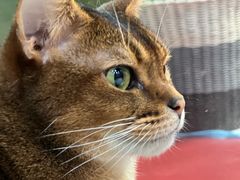 -和它·交个朋友·狗咖猫咖(爱琴海店)