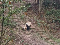 -中国大熊猫保护研究中心雅安碧峰峡基地