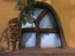 -猫猫幼稚园·撸猫·桌游·电玩