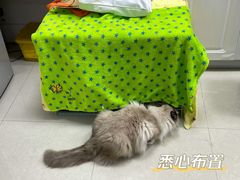 -安安宠医安欣宠物医院