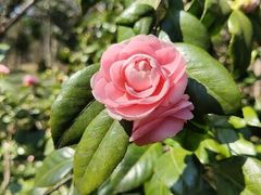 -杭州植物园