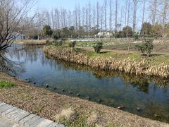 -上海长兴岛郊野公园