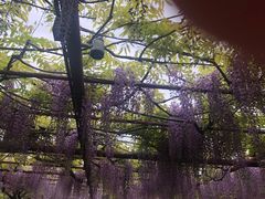 -嘉定紫藤园