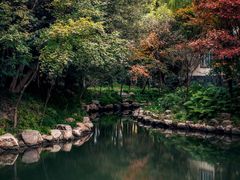 -上海共青森林公园