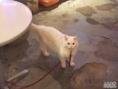 -Babycat私家御饼屋(龙头路一店)