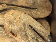 -张记袜底酥(锦溪店)