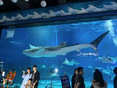 -烟台海昌鲸鲨海洋公园