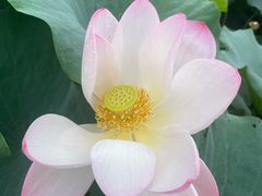 -厦门园林博览苑