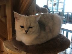 -共舞时光猫咖·狗咖(新街口店)