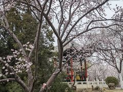 -桃花堤公园