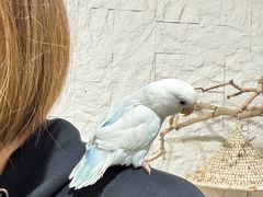 -吉丁鸟咖·异宠·寄养