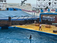 -海合安青岛极地海洋公园