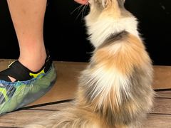 -爪爪喵星球·猫舍(卓悦中心店)