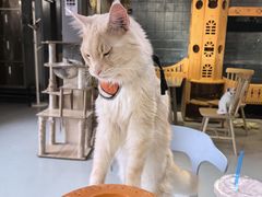 -豆逗聊愈猫阁Easy Life