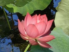 -野鸭湖国家湿地公园