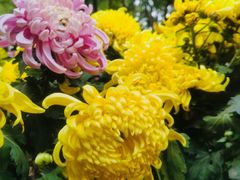 -鹅岭公园瞰胜楼