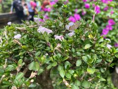 -成都杜甫草堂博物馆