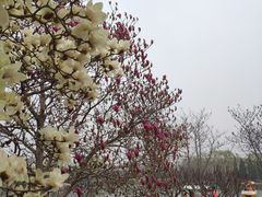-古塔公园