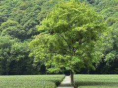 -香芙茗茶楼(梅家坞总店)
