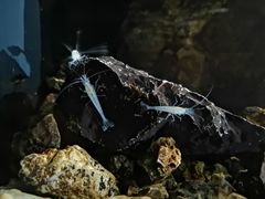 -波斯托伊纳溶洞