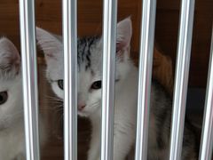 -柚子猫舍·精品猫舍购猫·猫咪认养·购宠·宠物店