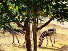 -石家庄市动物园