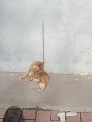 -青稚护手霜QINGZHI