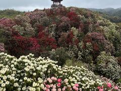 -贵州百里杜鹃风景名胜区