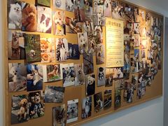 -翊宠yipet猫狗购宠庄园犬舍•猫舍