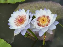 -中国科学院华南植物园