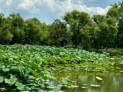 -西溪国家湿地公园