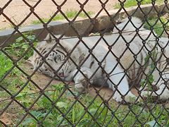 -大连森林动物园