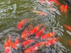 -南宁荔园维景国际酒店·荔园中餐厅