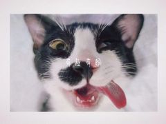 -荔康动物医院(康王北路店)