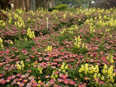 -松山湖梦幻百花洲