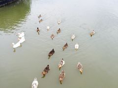 -上海都市菜园