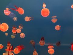 -左海海底世界