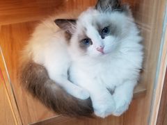 -猫十亿·布偶金渐层·曼基康矮脚猫舍(青年路店)
