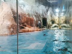 -帝企鹅自助餐厅•儿童岛•真企鹅(长隆企鹅酒店)