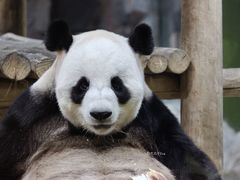 -栾川竹海野生动物园